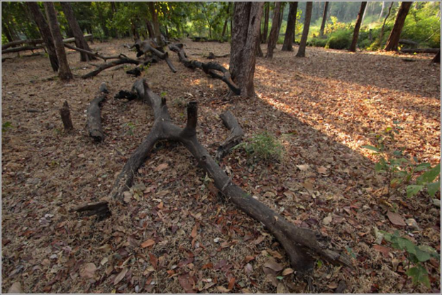 Trockene Blätter und Zweige auf dem Boden mit Pflanzen und Bäumen im Hintergrund.