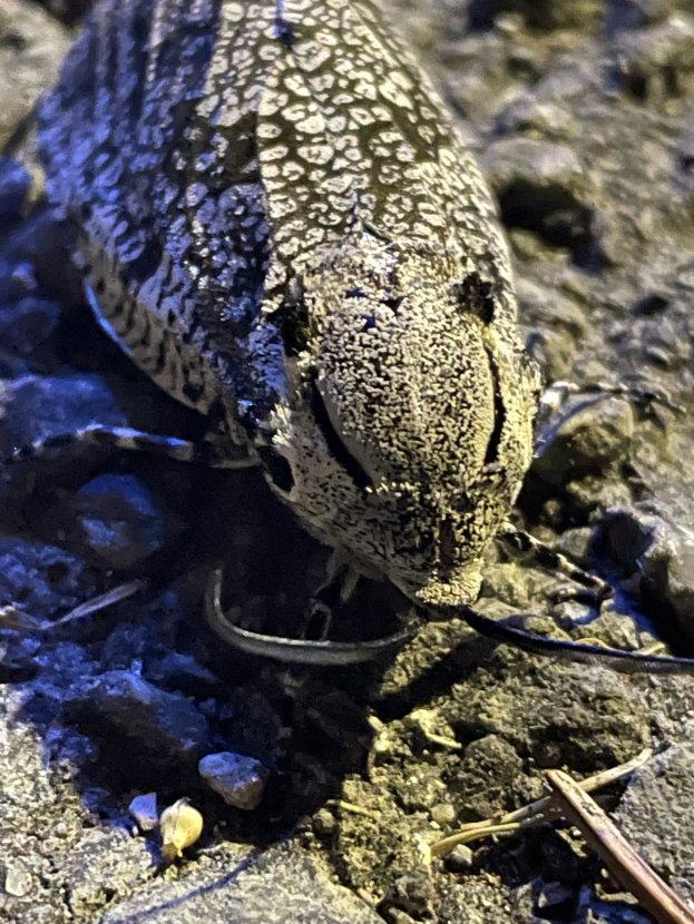 Nahaufnahme einer Sand-Eidechse auf dem Boden mit Steinen und Zweigen drumherum.