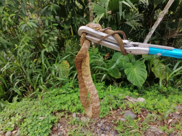 Eine Schlange ist um einen Metallkarabiner mit daran befestigten Scheren gewickelt, vor einem Hintergrund aus Pflanzen, Bäumen und Steinen.