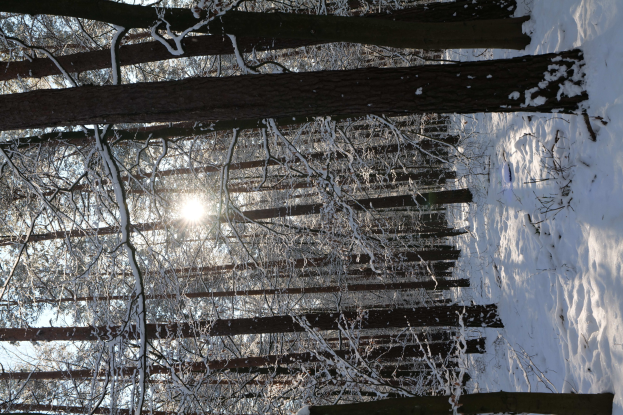 Eine friedliche Winterwaldszene mit schneebedeckten Baumen und Sonnenstrahlen, die durch die Zweige scheinen.