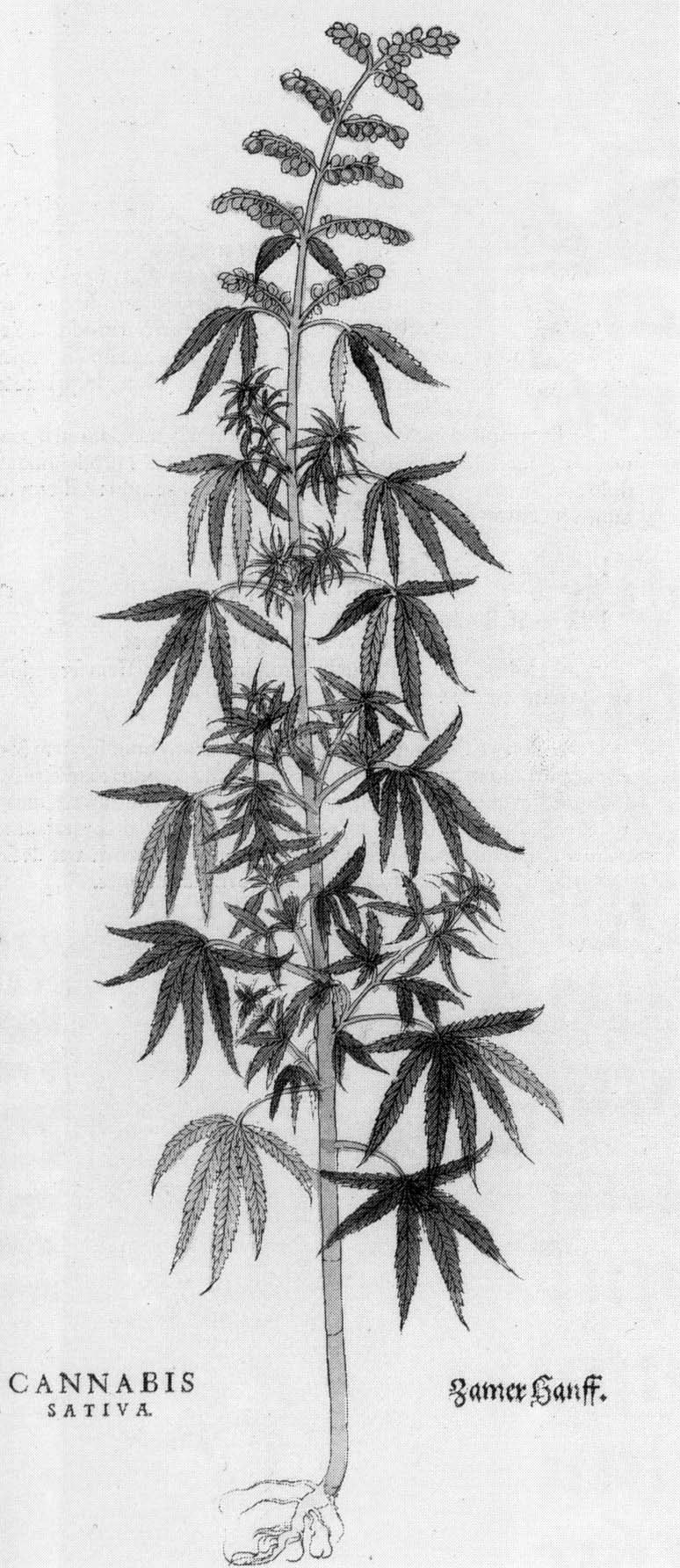 Schwarz-weiß-Zeichnung einer Cannabis Sativa-Pflanze mit sichtbaren Blättern und Stängeln, beschriftet mit "Cannabis Sativa" unten.