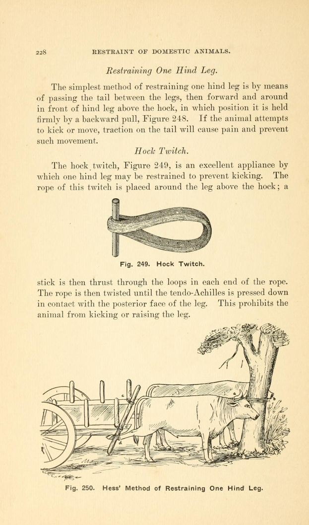 Ein altes Buch mit einer Zeichnung einer Kuh, die einen Karren zieht, mit einem Baum im Hintergrund und der Inschrift "Einschränkung von Haustieren" auf der Seite.