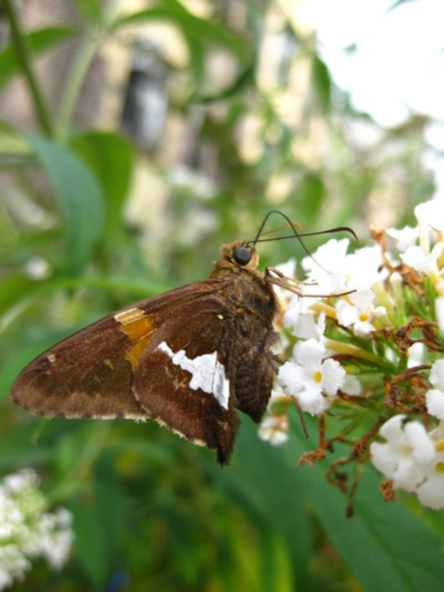 Ein Schmetterling ruht auf weißen Blumen mit einem unscharfen grünen Hintergrund.