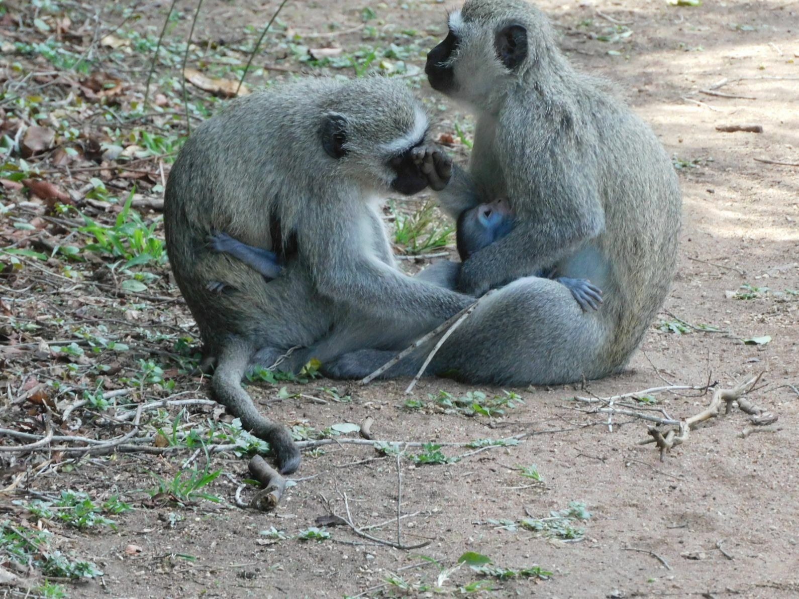 Zwei Grüne Meerkatzen sitzen auf dem Boden im Kruger-Nationalpark, eine hält ein Baby und interagiert mit der anderen, umgeben von grünem Gras und Zweigen.