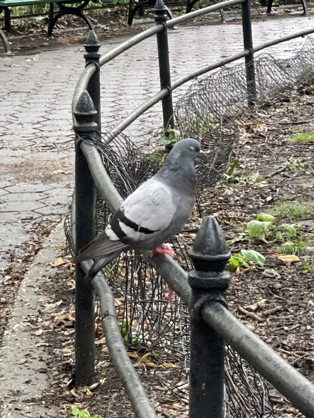 Stadt erlaubt Tauben-Abwehr BirdFree erneut zu demontieren