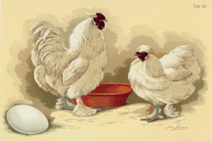 Zwei weiße Hühner stehen nebeneinander neben einer roten Schüssel, mit einem Ei auf der linken Seite und Text oben.