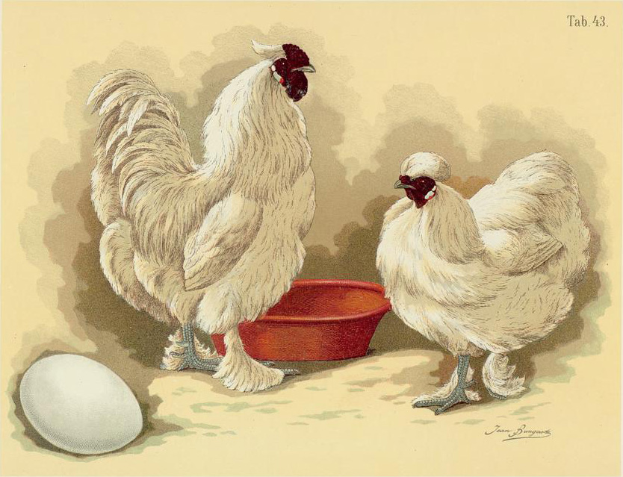 Zwei weiße Hühner stehen nebeneinander neben einer roten Schüssel, mit einem Ei auf der linken Seite und Text oben.