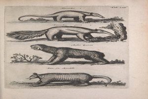 Ein Buchumschlag mit Illustrationen von einem Bär, einem Armadillo, einem Affen und einem Bärjunges, begleitet von Textinformationen über die Tiere.