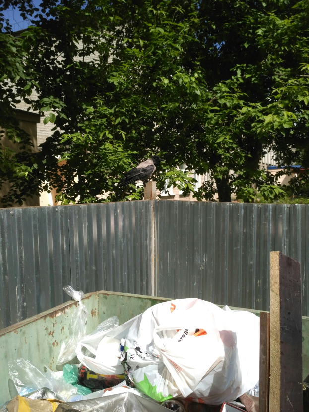 Eine Krähe sitzt auf einem Müllhaufen vor einem Metallzaun, mit Bäumen und Gebäuden im Hintergrund.