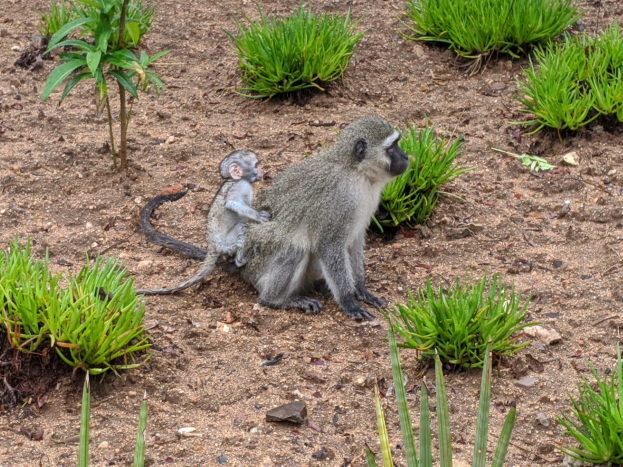 Ein Grüner Meerkatze und ihr Baby sitzen auf dem Boden umgeben von Pflanzen, wobei die Mutter das Baby nah an ihre Brust hält und beide neugierige Ausdrücke zeigen.