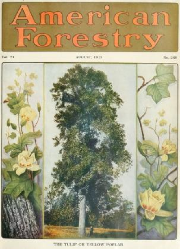 Ein Buchumschlag für "American Forestry Magazine, August 1915" mit leuchtenden Illustrationen von Bäumen, Blumen und Laub.