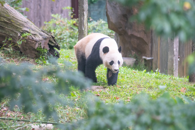 Ein Panda, der durch eine Grasfläche in einem Zoogehege mit Pflanzen, Baumstämmen, Steinen und einer hölzernen Wand im Hintergrund geht.